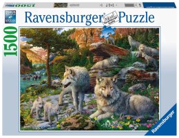 Ravensburger Puzzle 2D 1500 elementów: Wiosenne wilki 16598 Ravensburger