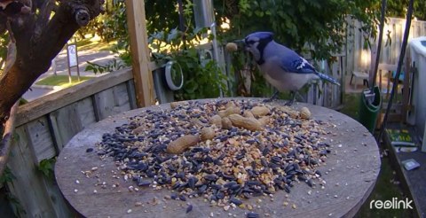 Kamera IP Reolink GO Series G330 4MP 4G LTE USB-C z akumulatorem camouflage REOLINK