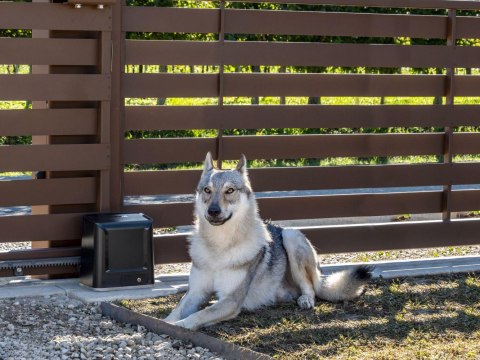 Zestaw Beninca KWOLF424.P2 24V do 450kg bram przesuwnych BENINCA